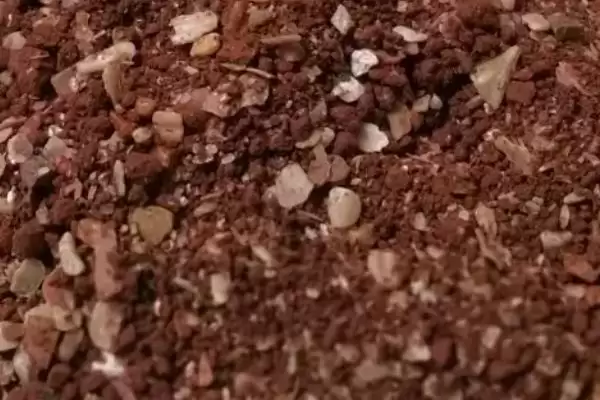 鸽子保健砂配方种类 ,鸽子的保健砂有哪些适用的配方插图3 鸽子保健砂配方种类 ,鸽子的保健砂有哪些适用的配方插图3