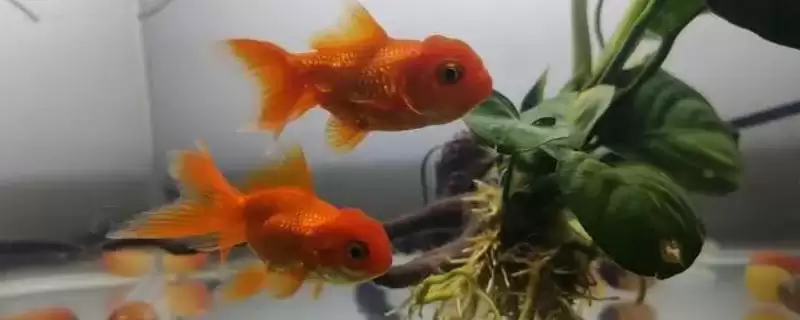 观赏鱼每天该喂食几次呢,不同品种观赏鱼的喂食频率不同吗插图 观赏鱼每天该喂食几次呢,不同品种观赏鱼的喂食频率不同吗插图