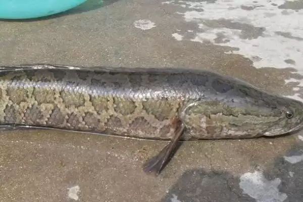 黑鱼是海水鱼还是淡水鱼呢,黑鱼是一种淡水底栖性的鱼类吗插图1 黑鱼是海水鱼还是淡水鱼呢,黑鱼是一种淡水底栖性的鱼类吗插图1