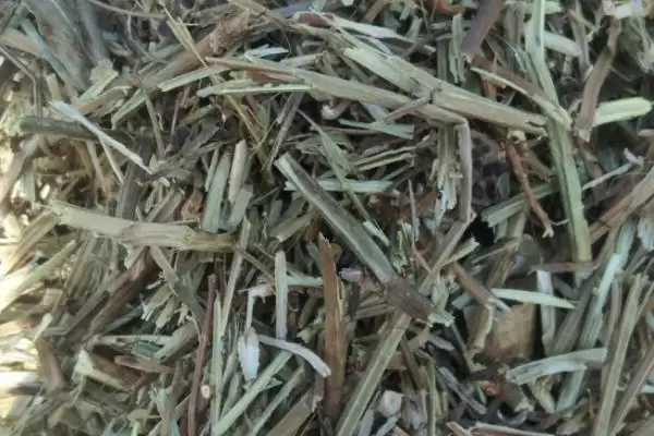 给兔子喂食花生秧注意 ,给兔子喂食花生秧有哪些注意事项插图1 给兔子喂食花生秧注意 ,给兔子喂食花生秧有哪些注意事项插图1