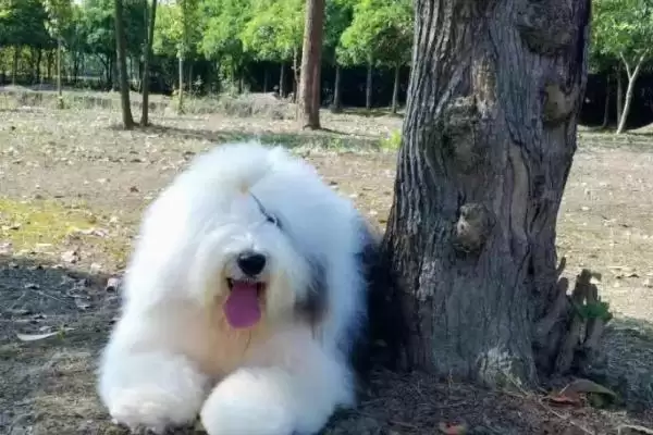 古牧犬的性格是怎样的呢,古牧犬性格比较淘气但很乐观吗插图1 古牧犬的性格是怎样的呢,古牧犬性格比较淘气但很乐观吗插图1