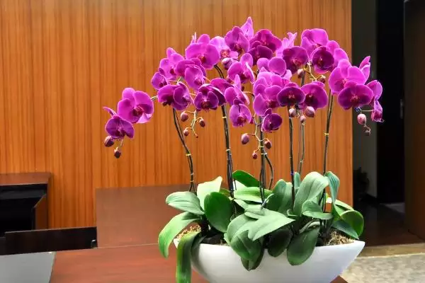 蝴蝶兰养护方法春夏咋追肥进行养护,蝴蝶兰花的养护方法,春夏咋追复合肥?插图6 蝴蝶兰养护方法春夏咋追肥进行养护,蝴蝶兰花的养护方法,春夏咋追复合肥?插图6