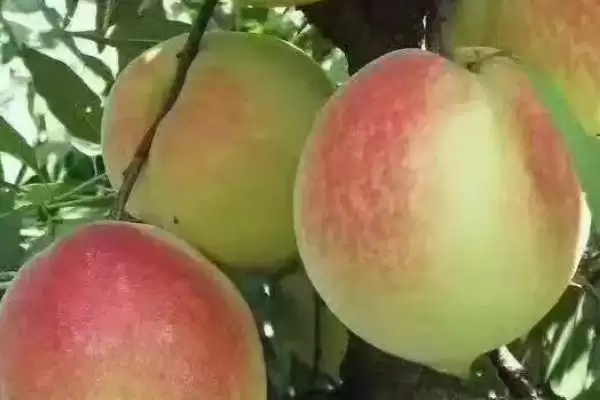 黑桃皇后的价格是多少呢,黑桃皇后因品种不同价格也不同吗插图4 黑桃皇后的价格是多少呢,黑桃皇后因品种不同价格也不同吗插图4