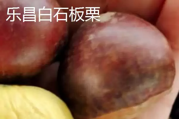 广东乐昌市的特产有哪些呢,北乡马蹄是广东乐昌闻名的特产吗插图5 广东乐昌市的特产有哪些呢,北乡马蹄是广东乐昌闻名的特产吗插图5