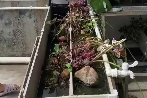 火焰龟产地问产自北美大陆,火焰龟的产地，产地信息准确吗？插图2