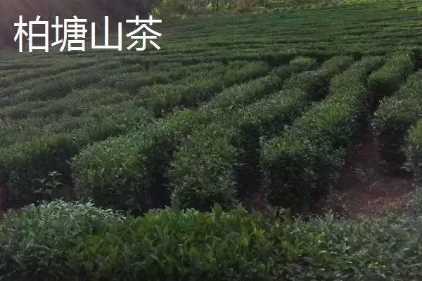 广东名茶排行榜是怎样的,广东是饮茶大省有哪些名茶上榜呢插图1 广东名茶排行榜是怎样的,广东是饮茶大省有哪些名茶上榜呢插图1
