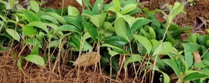 桂花树的种植技术有哪些,桂花树可通过播种等方式进行繁殖吗-会东网