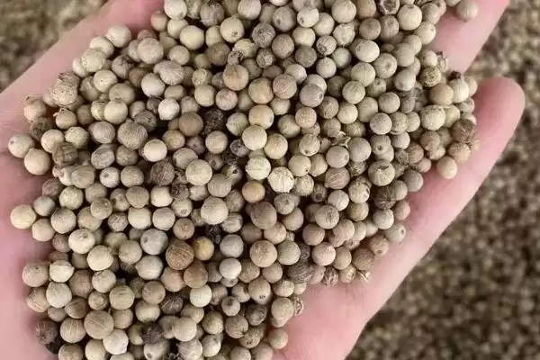 胡椒有哪些常见的品种呢,胡椒主要分为黑、白、绿、红胡椒这些品种吗插图2 胡椒有哪些常见的品种呢,胡椒主要分为黑、白、绿、红胡椒这些品种吗插图2