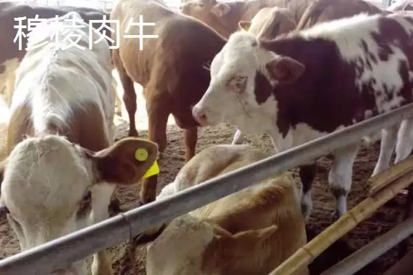 黑龙江佳木斯市的特产有哪些,黑龙江佳木斯特产有力佳风干肠等种类吗插图12 黑龙江佳木斯市的特产有哪些,黑龙江佳木斯特产有力佳风干肠等种类吗插图12