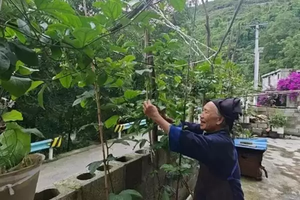 百香果枝条修剪问题,百香果枝条需要修剪吗插图1 百香果枝条修剪问题,百香果枝条需要修剪吗插图1