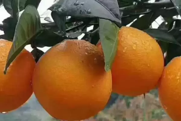 赣南脐橙生长年线 ,赣南脐橙的生长周期是怎样的插图1 赣南脐橙生长年线 ,赣南脐橙的生长周期是怎样的插图1