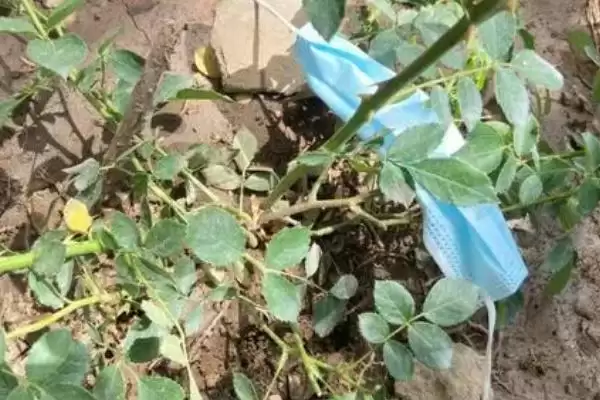 花卉压条繁殖法三种压条法咋选呢,花卉压条繁殖方法,三种方法怎么用?插图3 花卉压条繁殖法三种压条法咋选呢,花卉压条繁殖方法,三种方法怎么用?插图3