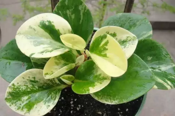 碧玉的根茎腐烂是什么原因呢,碧玉的根茎为什么会腐烂插图1