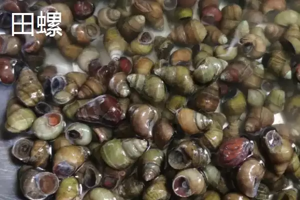 福寿螺和田螺的区别 ,福寿螺和田螺之间有哪些不同之插图2 福寿螺和田螺的区别 ,福寿螺和田螺之间有哪些不同之插图2