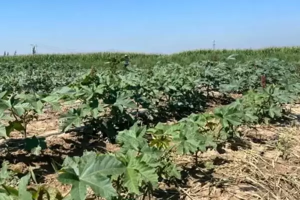 蓖麻的高产种植方法是怎样呢,蓖麻高产种植方法插图3 蓖麻的高产种植方法是怎样呢,蓖麻高产种植方法插图3