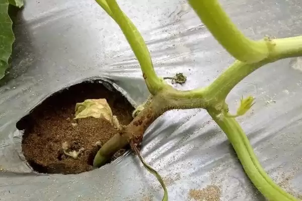 瓜类作物茎基部为何开裂,瓜类作物茎基部开裂因过量用氮肥吗插图1 瓜类作物茎基部为何开裂,瓜类作物茎基部开裂因过量用氮肥吗插图1