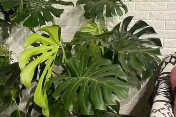 龟背竹怎么长成老桩形态,龟背竹将根茎截取下来能养成老桩吗插图1 龟背竹怎么长成老桩形态,龟背竹将根茎截取下来能养成老桩吗插图1