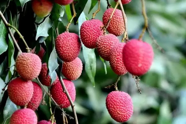 挂绿荔枝几月份上市售卖,挂绿荔枝6月下旬至7月上旬成熟上市吗插图3 挂绿荔枝几月份上市售卖,挂绿荔枝6月下旬至7月上旬成熟上市吗插图3