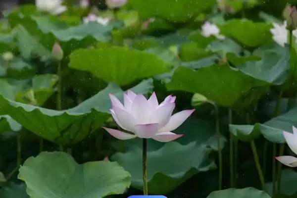 荷花生长要经历哪些阶段呢,荷花生长分萌芽期等6个主要阶段吗插图8 荷花生长要经历哪些阶段呢,荷花生长分萌芽期等6个主要阶段吗插图8