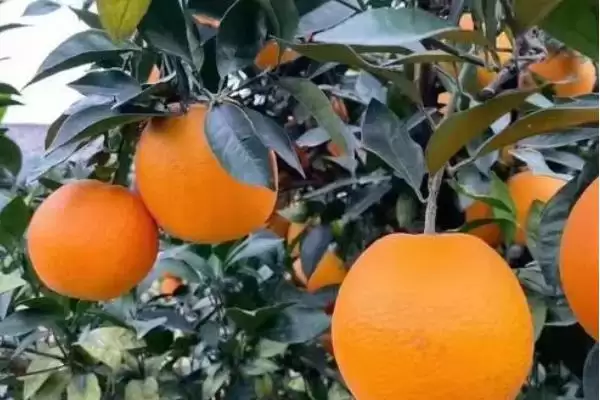 赣南脐橙基本简介 ,赣南脐橙是一种怎样的水果,有何特插图3 赣南脐橙基本简介 ,赣南脐橙是一种怎样的水果,有何特插图3