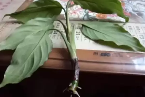 广东万年青有没有毒性呢,广东万年青植株颈部和叶片汁液有毒吗插图4 广东万年青有没有毒性呢,广东万年青植株颈部和叶片汁液有毒吗插图4