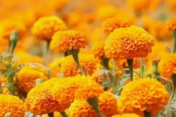 花卉品质象征杜鹃梅花寓意真的吗,花卉有什么品质和象征,杜鹃梅花代表啥?插图2 花卉品质象征杜鹃梅花寓意真的吗,花卉有什么品质和象征,杜鹃梅花代表啥?插图2