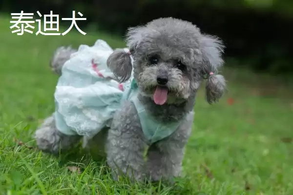 狗狗耳朵掉毛是何缘故,狗狗耳朵掉毛是犬藓或耳螨造成的吗插图6 狗狗耳朵掉毛是何缘故,狗狗耳朵掉毛是犬藓或耳螨造成的吗插图6