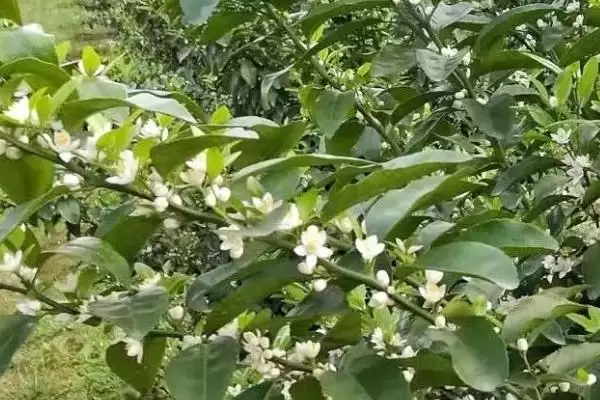 柑橘花期施尿素问题 ,柑橘在花期能不能施尿素插图3