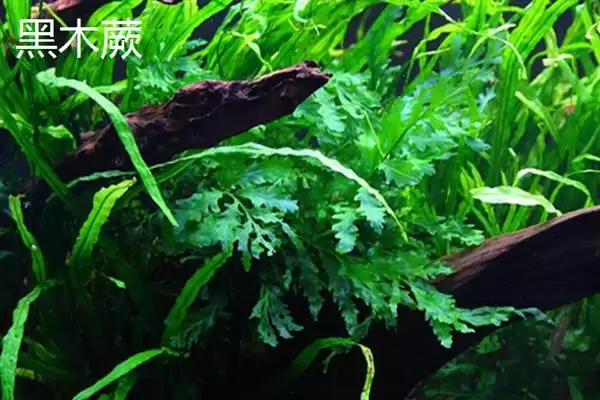 凤尾蕨与黑木蕨差异 ,凤尾蕨和黑木蕨有何区插图6 凤尾蕨与黑木蕨差异 ,凤尾蕨和黑木蕨有何区插图6