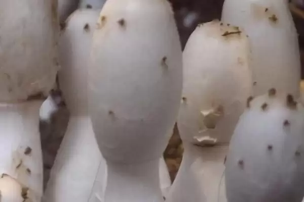 鸡腿菇保存法放冷藏室可以,鸡腿菇怎么保存,这种保存方式好?插图2 鸡腿菇保存法放冷藏室可以,鸡腿菇怎么保存,这种保存方式好?插图2