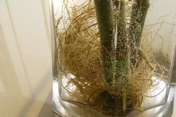 富贵竹根发黑原因处理 ,富贵竹根发黑是什么原因,怎么处插图5 富贵竹根发黑原因处理 ,富贵竹根发黑是什么原因,怎么处插图5