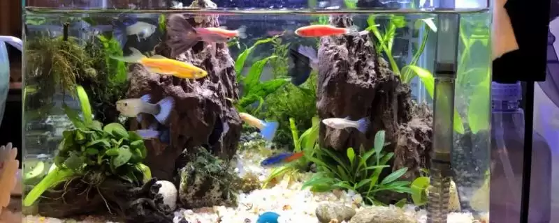 给鱼缸换水正确方法 ,给鱼缸换水的正确方法是怎样的插图 给鱼缸换水正确方法 ,给鱼缸换水的正确方法是怎样的插图