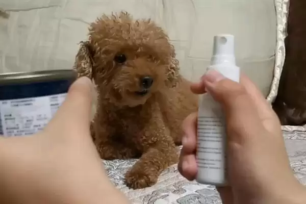 狗狗过敏性皮炎因何而起,狗狗过敏性皮炎由喂食、光照、寄生虫等引起吗插图5 狗狗过敏性皮炎因何而起,狗狗过敏性皮炎由喂食、光照、寄生虫等引起吗插图5
