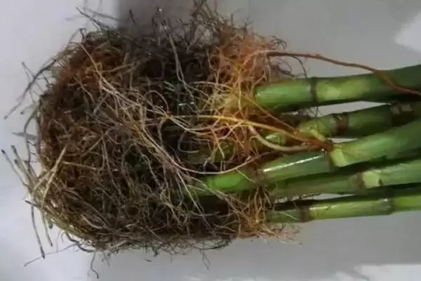 富贵竹根发黑原因处理 ,富贵竹根发黑是什么原因,怎么处插图1 富贵竹根发黑原因处理 ,富贵竹根发黑是什么原因,怎么处插图1