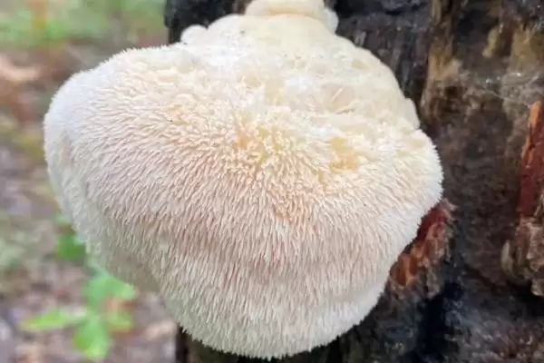 猴头菇的产地主要在哪里呢,猴头菇产地主要在我国东北三省地区吗插图3 猴头菇的产地主要在哪里呢,猴头菇产地主要在我国东北三省地区吗插图3