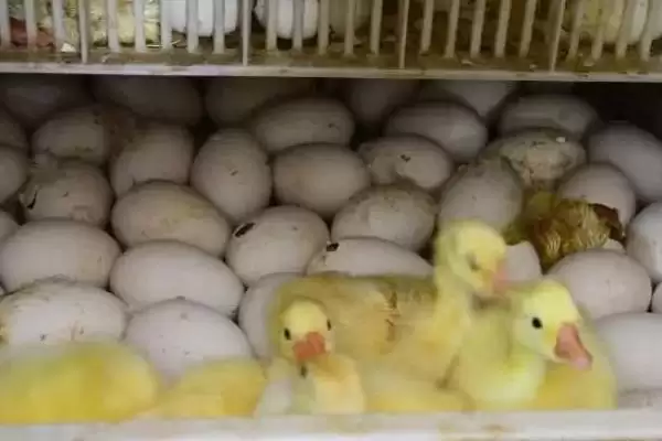 孵鹅蛋温度湿度 ,孵鹅蛋的温度和湿度如何控插图3 孵鹅蛋温度湿度 ,孵鹅蛋的温度和湿度如何控插图3