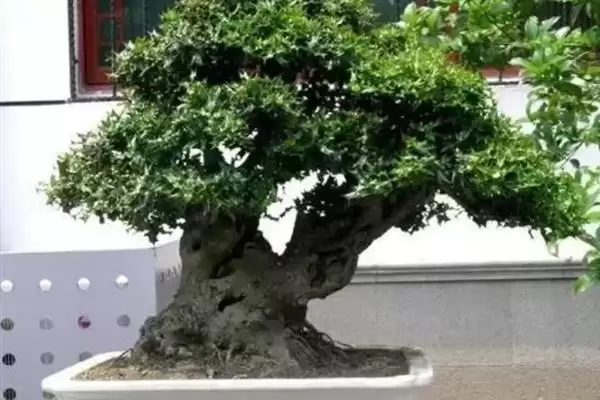 冬青树的价格影响因素,冬青树的价格受哪些因素条件的影响插图4 冬青树的价格影响因素,冬青树的价格受哪些因素条件的影响插图4