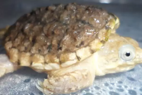 鳄龟的养殖寿命,鳄龟最少能够养殖多长时间插图3 鳄龟的养殖寿命,鳄龟最少能够养殖多长时间插图3