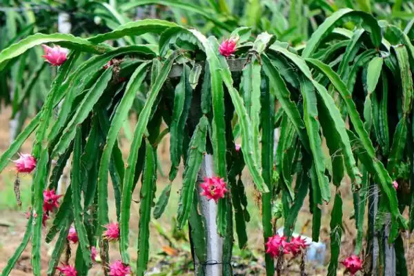 火龙果种植法人工授粉必要,火龙果的种植方法,授粉步骤重要?插图2 火龙果种植法人工授粉必要,火龙果的种植方法,授粉步骤重要?插图2