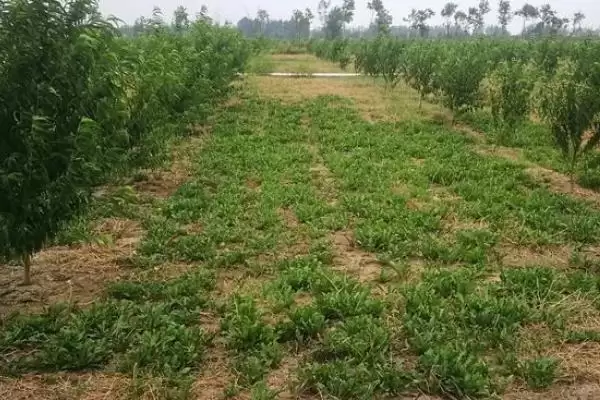 果园里能套种哪些药材呢,果园套种药材应根据树龄等情况套栽吗插图1 果园里能套种哪些药材呢,果园套种药材应根据树龄等情况套栽吗插图1