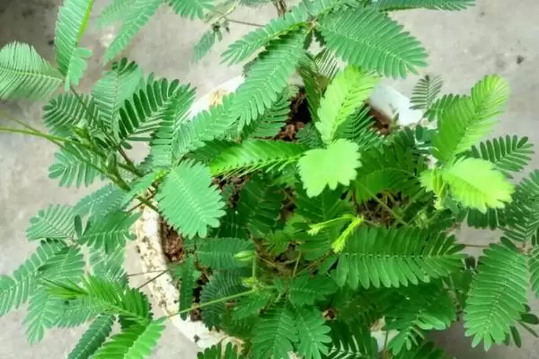 含羞草的养殖方法是什么呢,含羞草养殖要让土壤湿润但不积水吗插图3 含羞草的养殖方法是什么呢,含羞草养殖要让土壤湿润但不积水吗插图3
