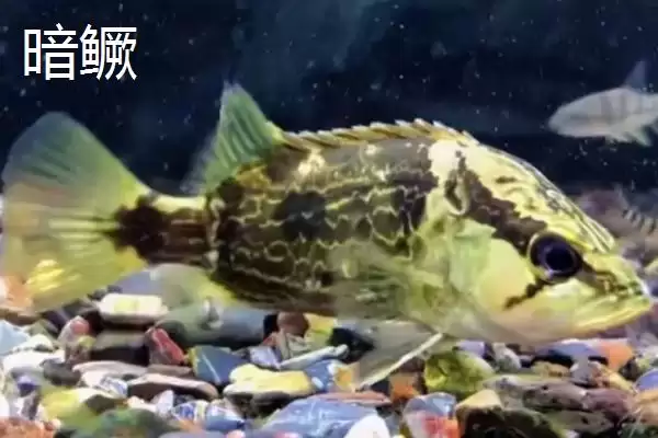 鳜鱼有着怎样的简介呢,鳜鱼是名贵淡水经济鱼种是其简介吗插图5 鳜鱼有着怎样的简介呢,鳜鱼是名贵淡水经济鱼种是其简介吗插图5