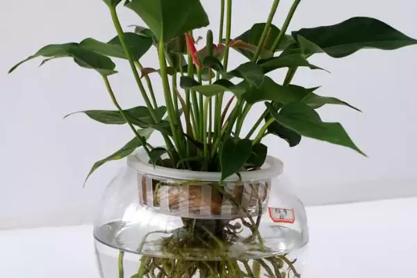 红掌能进行水培这种方式吗,红掌进行水培保持环境湿润很重要吗插图4 红掌能进行水培这种方式吗,红掌进行水培保持环境湿润很重要吗插图4