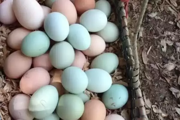 鸡一天下蛋数一天1-2枚鸡蛋,鸡一天下几个蛋，真的是这个数量吗？插图2