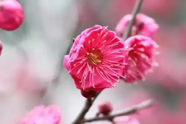 红梅的花期在什么时候呢,红梅花期通常集中在冬春季节吗插图3 红梅的花期在什么时候呢,红梅花期通常集中在冬春季节吗插图3