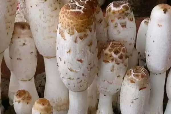 鸡腿菇保存法放冷藏室可以,鸡腿菇怎么保存,这种保存方式好?插图3 鸡腿菇保存法放冷藏室可以,鸡腿菇怎么保存,这种保存方式好?插图3