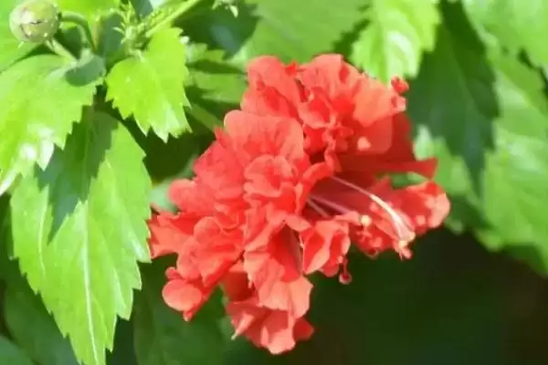 扶桑花品种类型 ,扶桑花常见的品种有哪些种类插图7 扶桑花品种类型 ,扶桑花常见的品种有哪些种类插图7