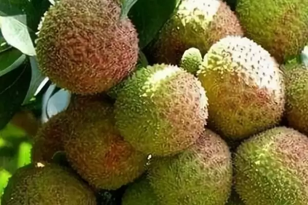 挂绿荔枝几月份上市售卖,挂绿荔枝6月下旬至7月上旬成熟上市吗插图1 挂绿荔枝几月份上市售卖,挂绿荔枝6月下旬至7月上旬成熟上市吗插图1