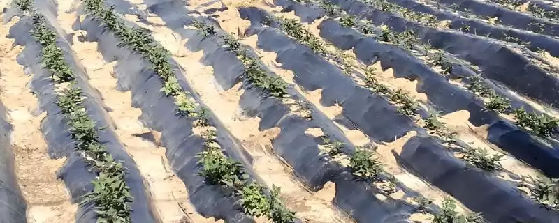 甘薯地膜覆盖种植 ,甘薯地膜覆盖种植有哪些方法和要插图 甘薯地膜覆盖种植 ,甘薯地膜覆盖种植有哪些方法和要插图