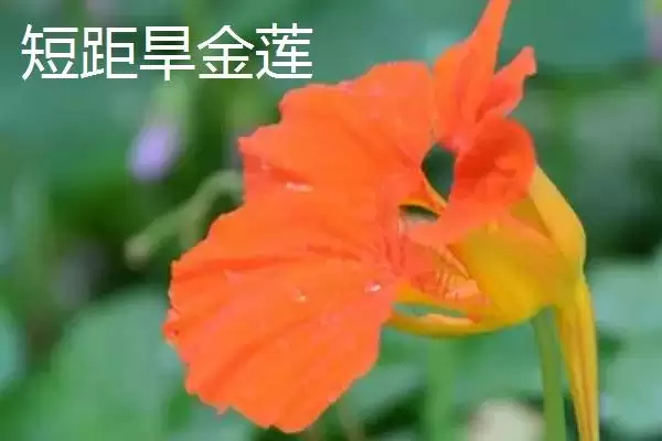旱金莲有哪些优质品种呢,三色、天蓝旱金莲等是旱金莲优质品种吗插图3 旱金莲有哪些优质品种呢,三色、天蓝旱金莲等是旱金莲优质品种吗插图3